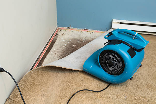 Best Local water damage restoration  in Carnesville, GA
